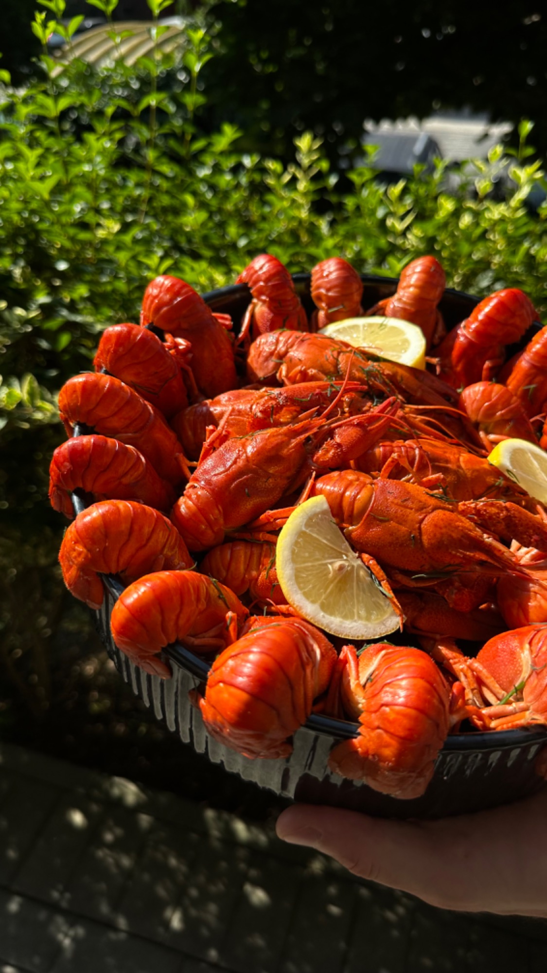 RAKI GOTOWANE (około 13 szt.)