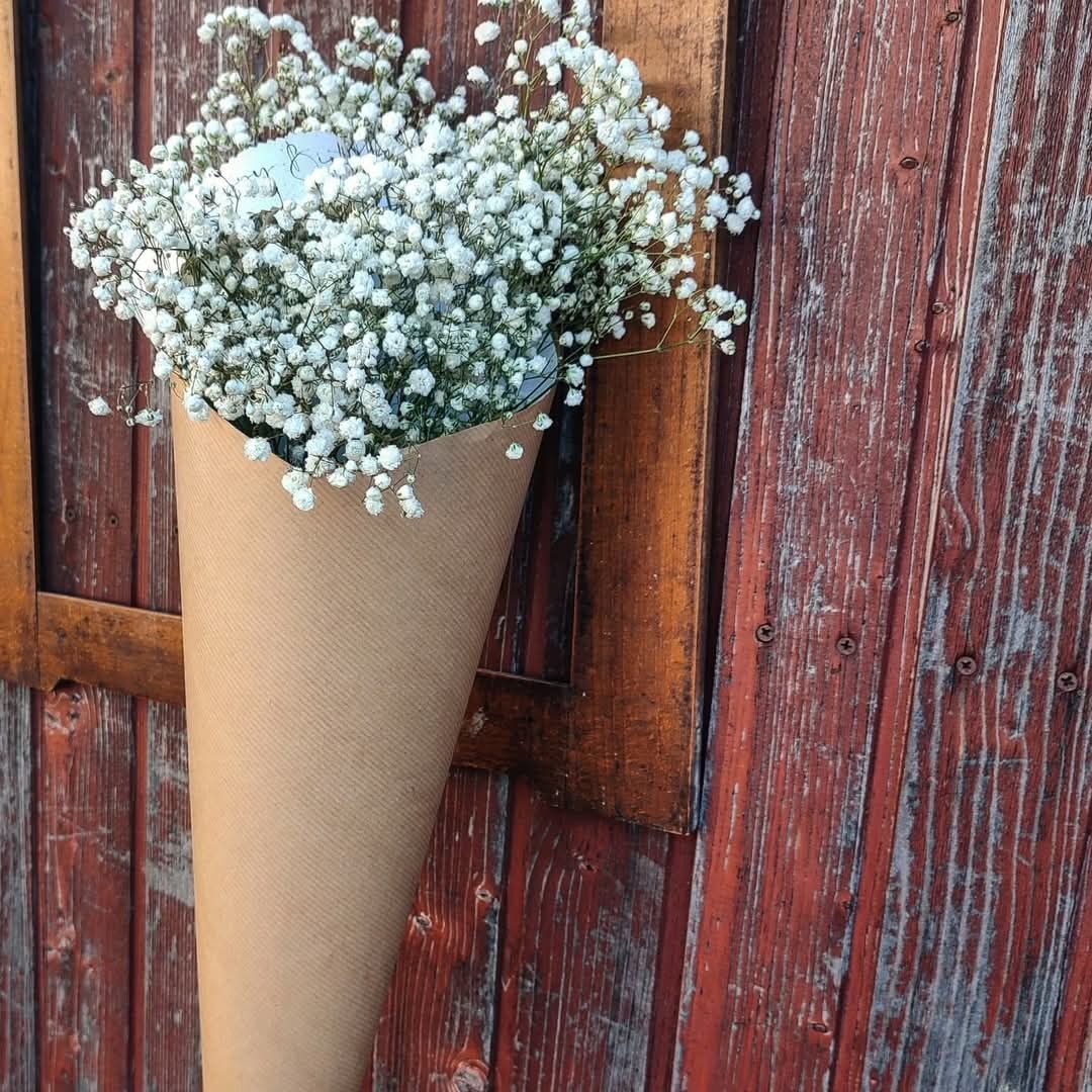 Gipsofila tuljak - živo cvijeće