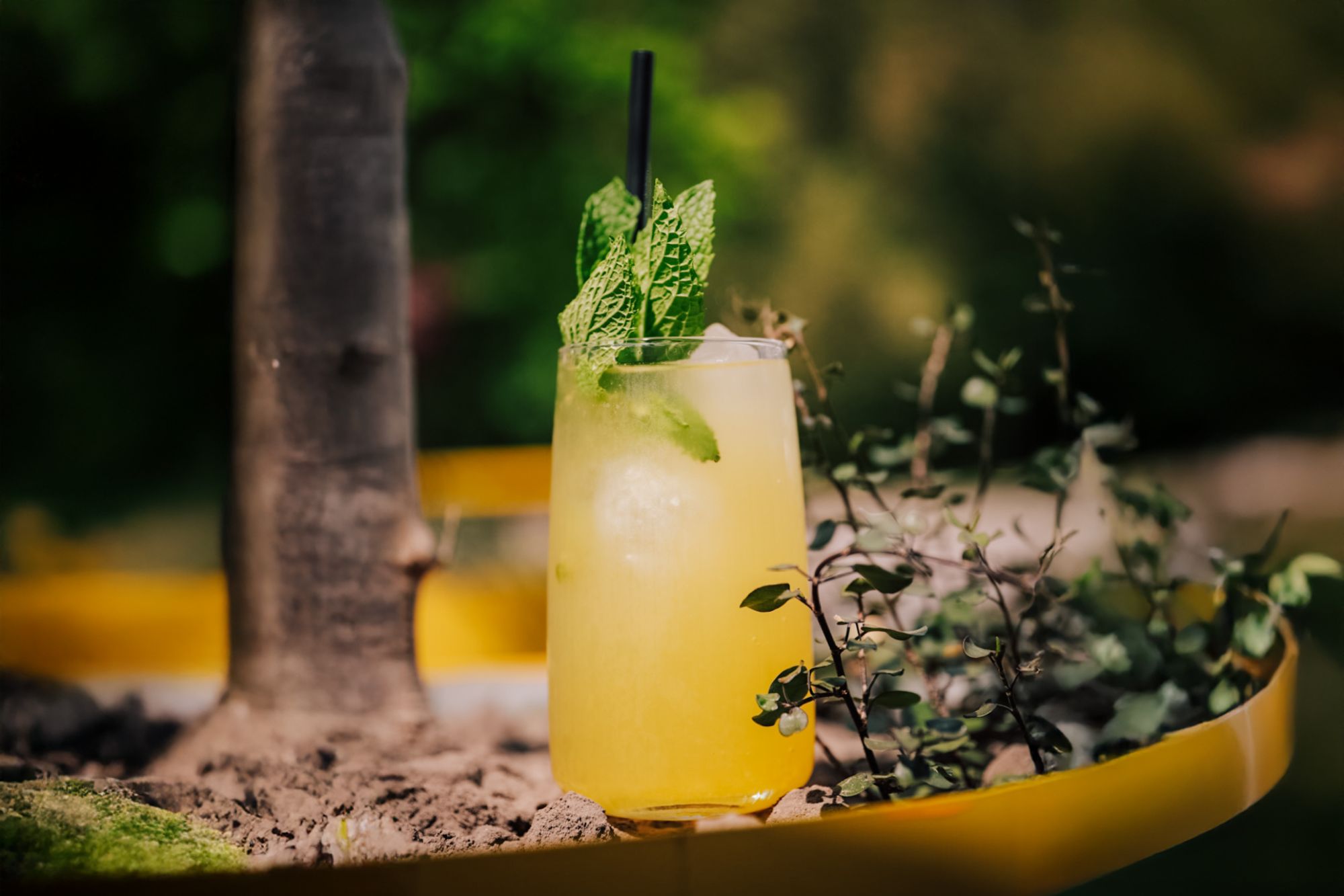 Lemoniada
