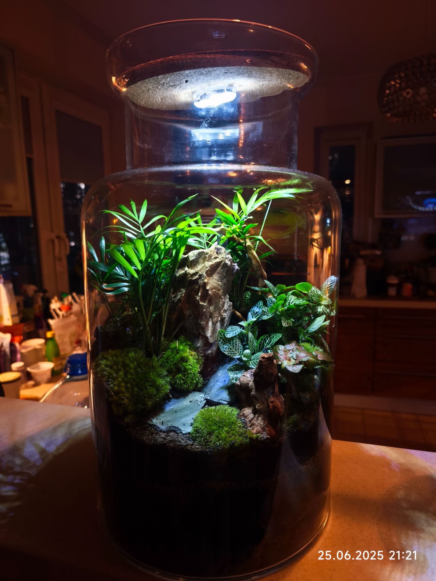 Las w szkle - Amazonia rozmiar xxl