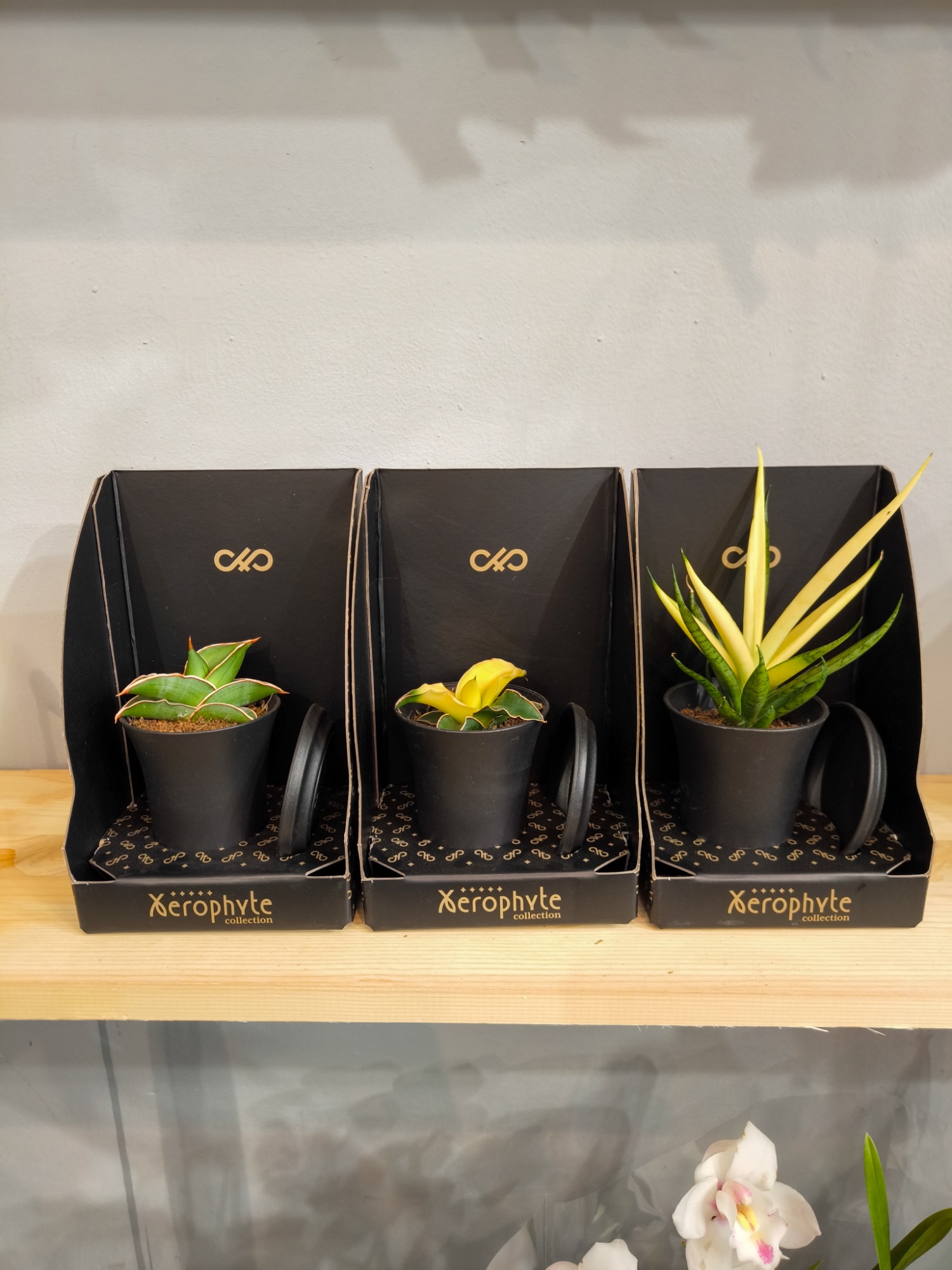 Sansewieria kolekcjonerska