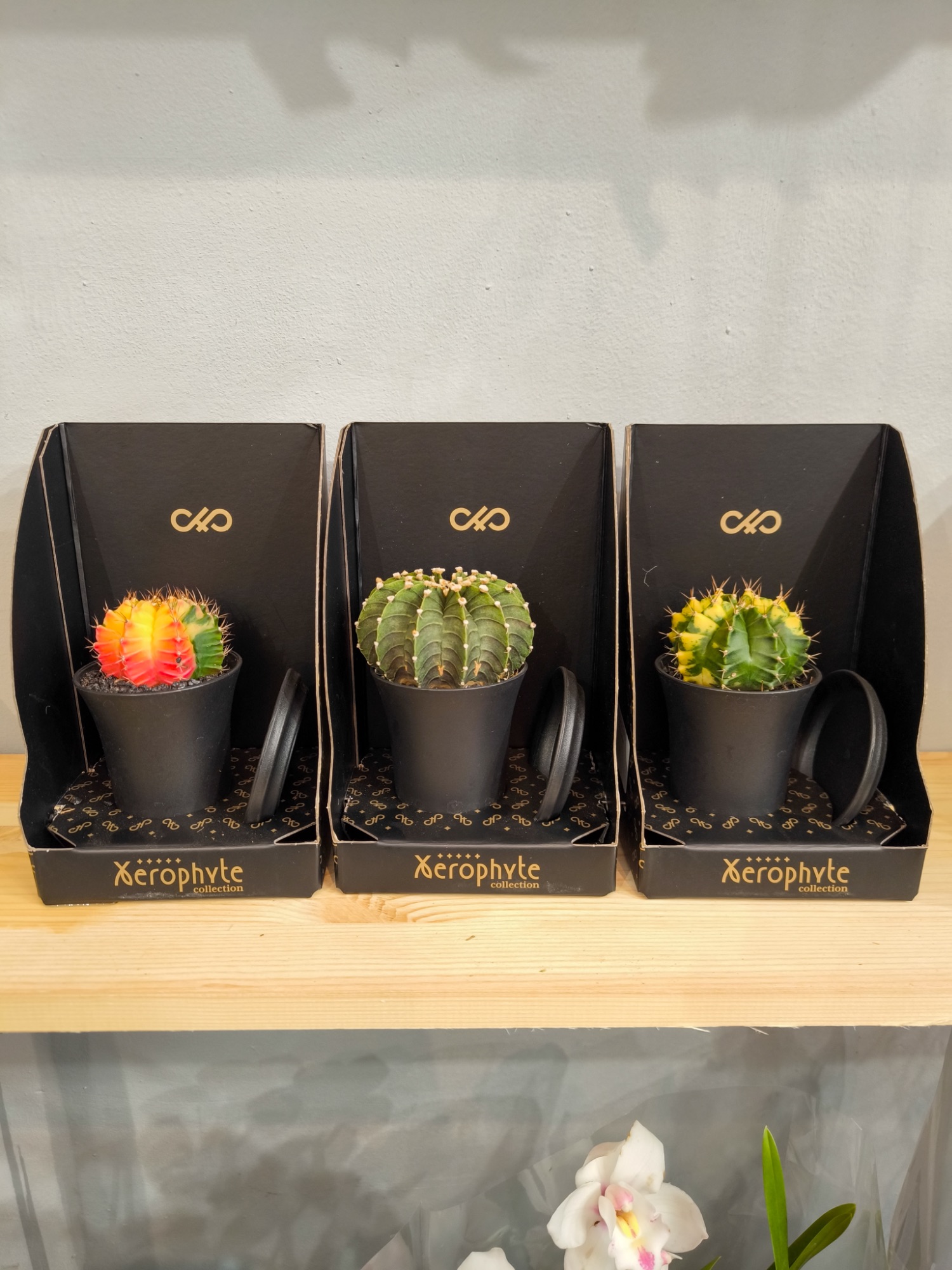 Kaktus kolekcjonerski