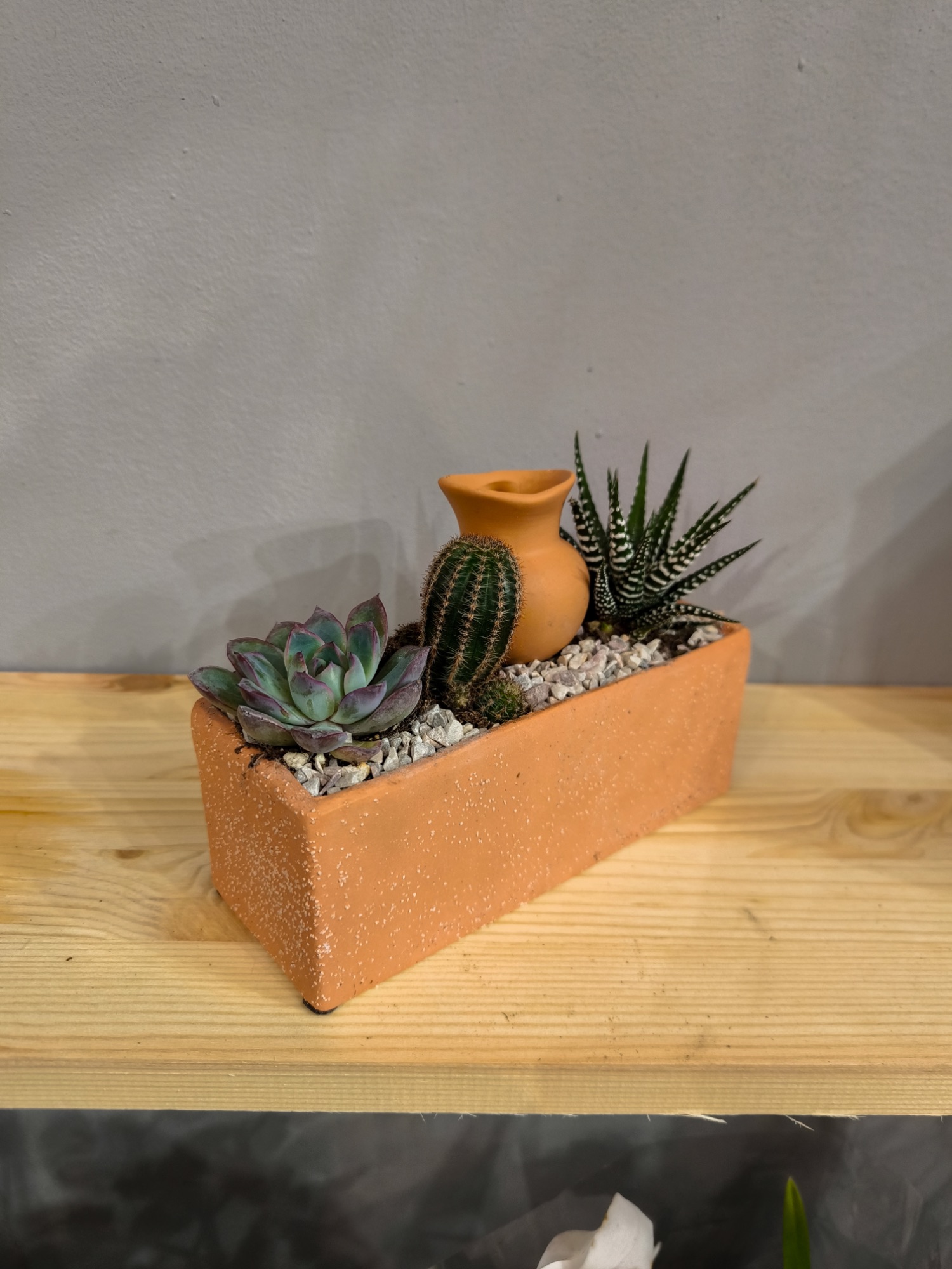 Kompozycja prostokątna z sukulentów i kaktusów