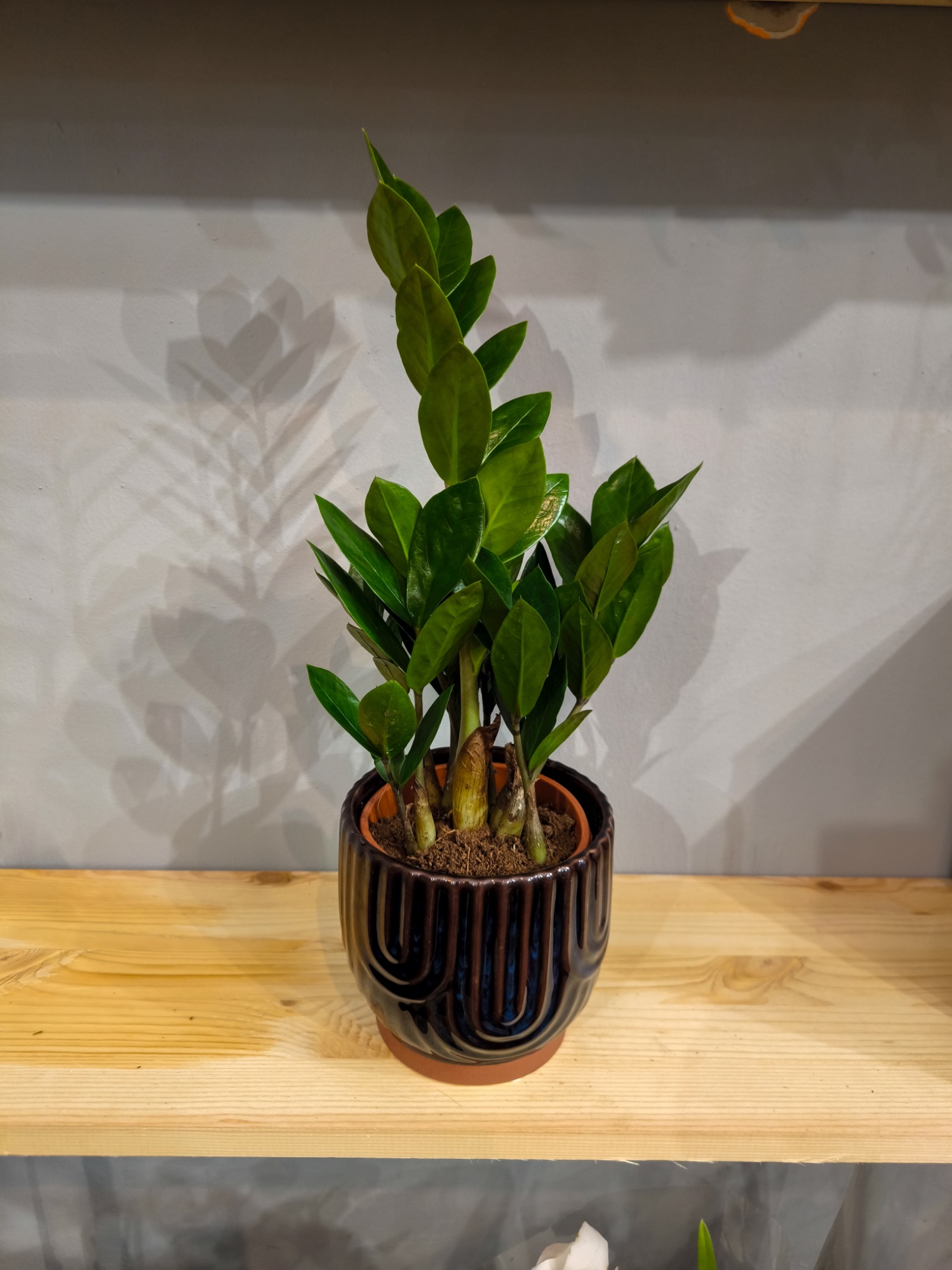 Zamiokulkas w osłonce