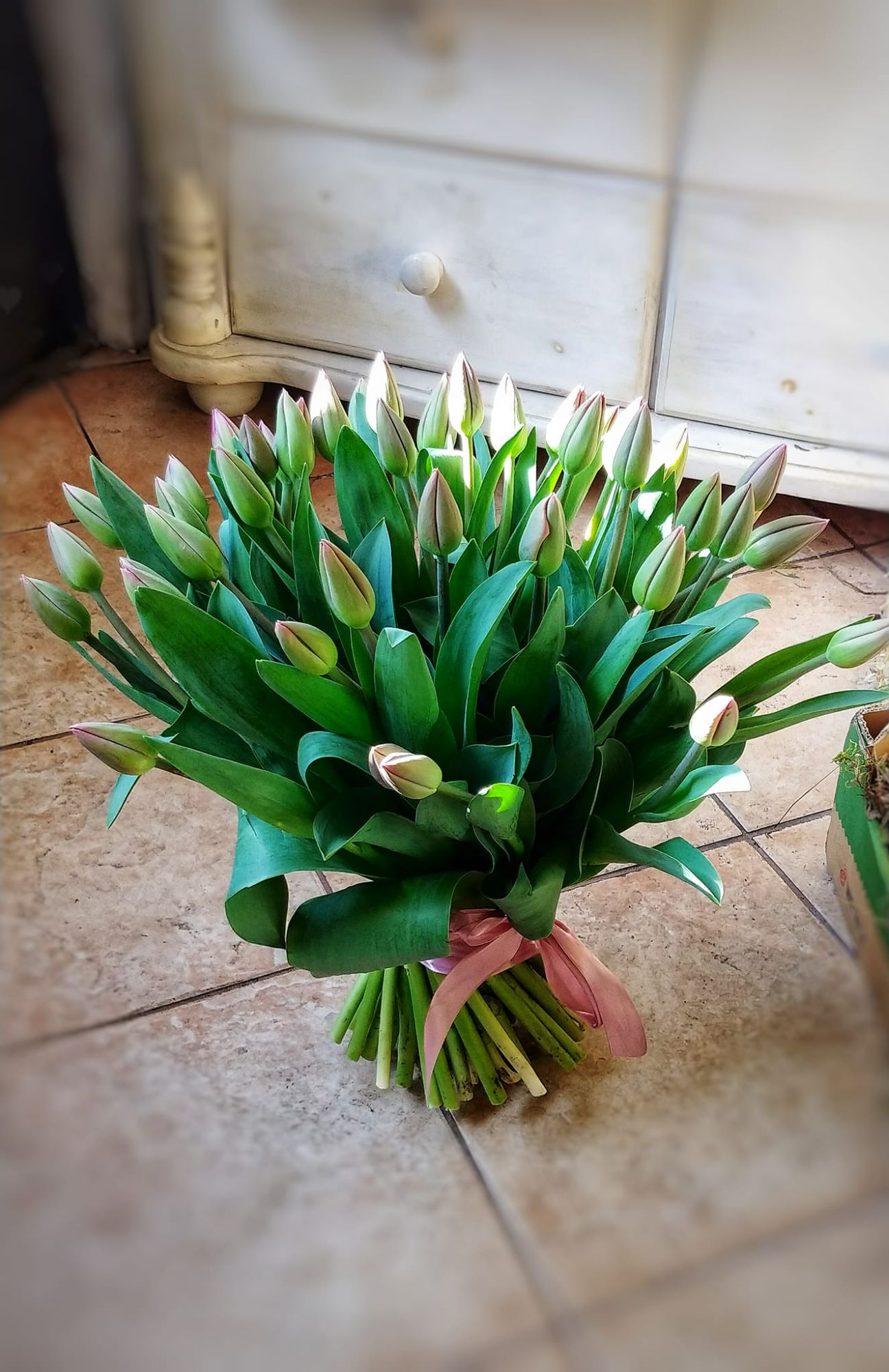 Tulipany
