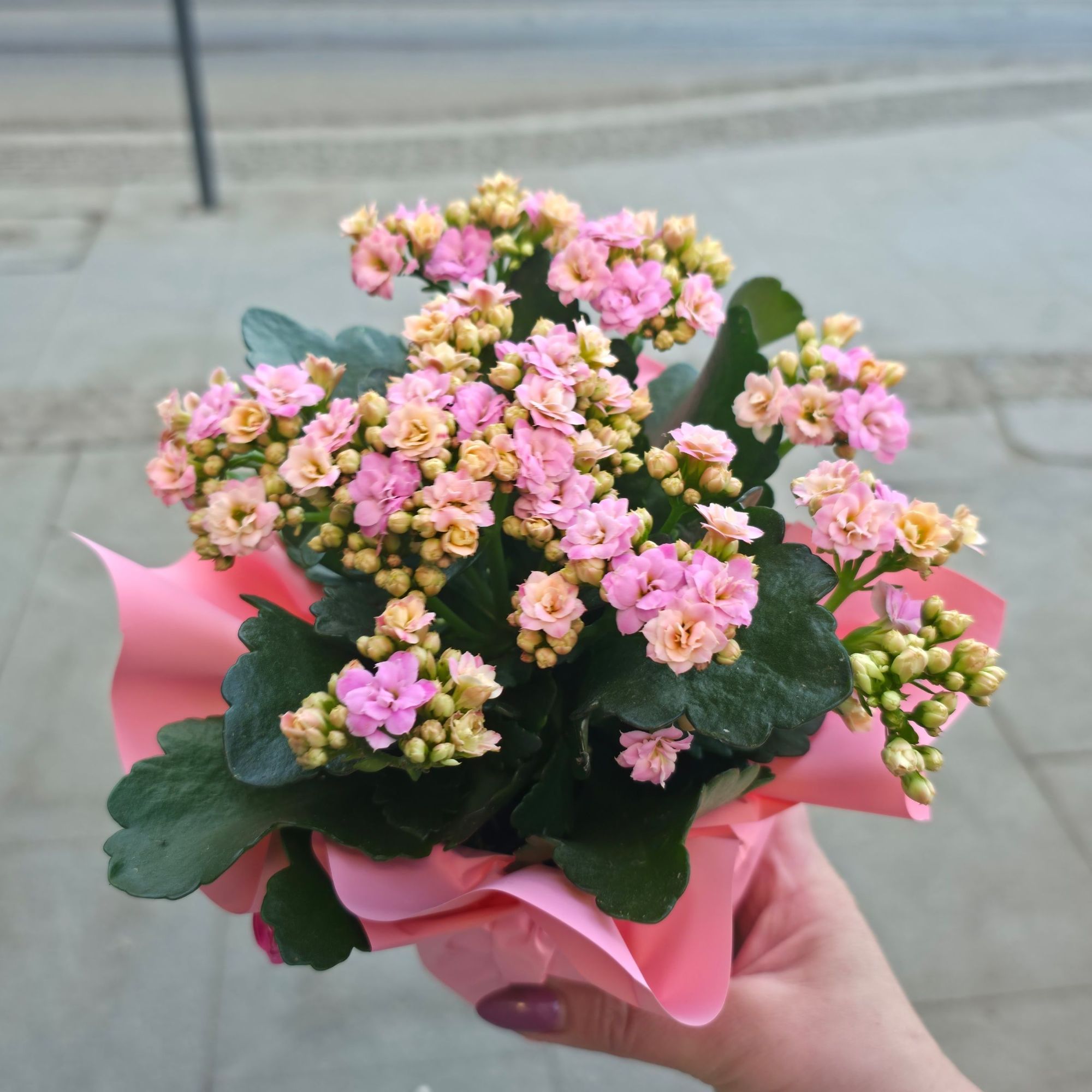 Kalanchoe różowa doniczkowa
