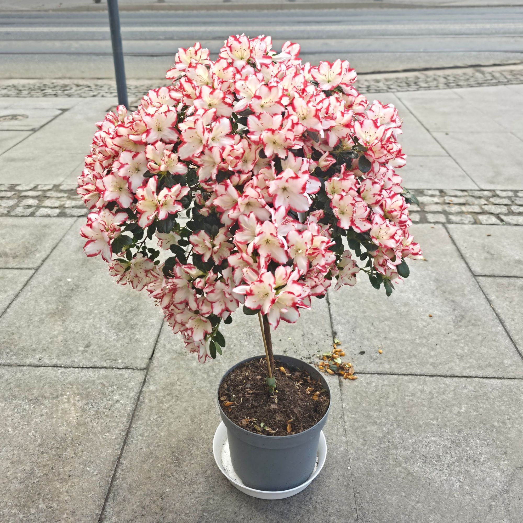 AZALEA INDICA doniczkowa