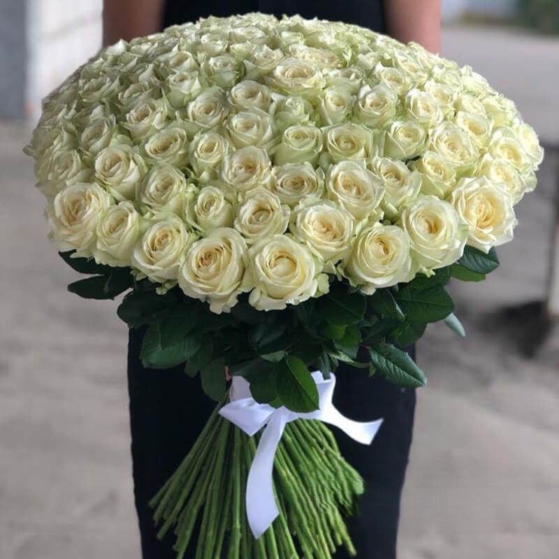 Bukiet róż białych (70-80cm) 101szt