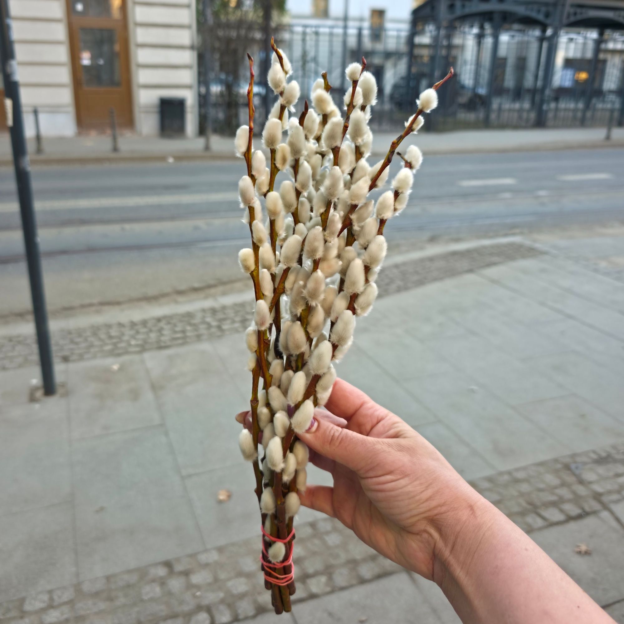 Bazie kotki małe