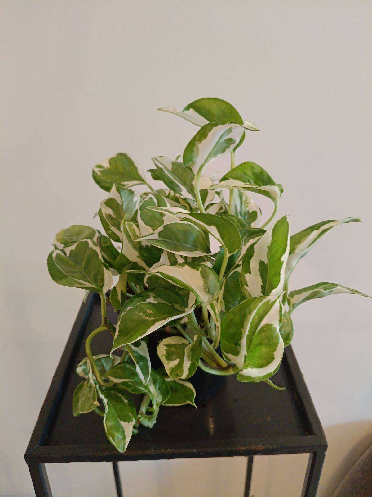 Epipremnum 