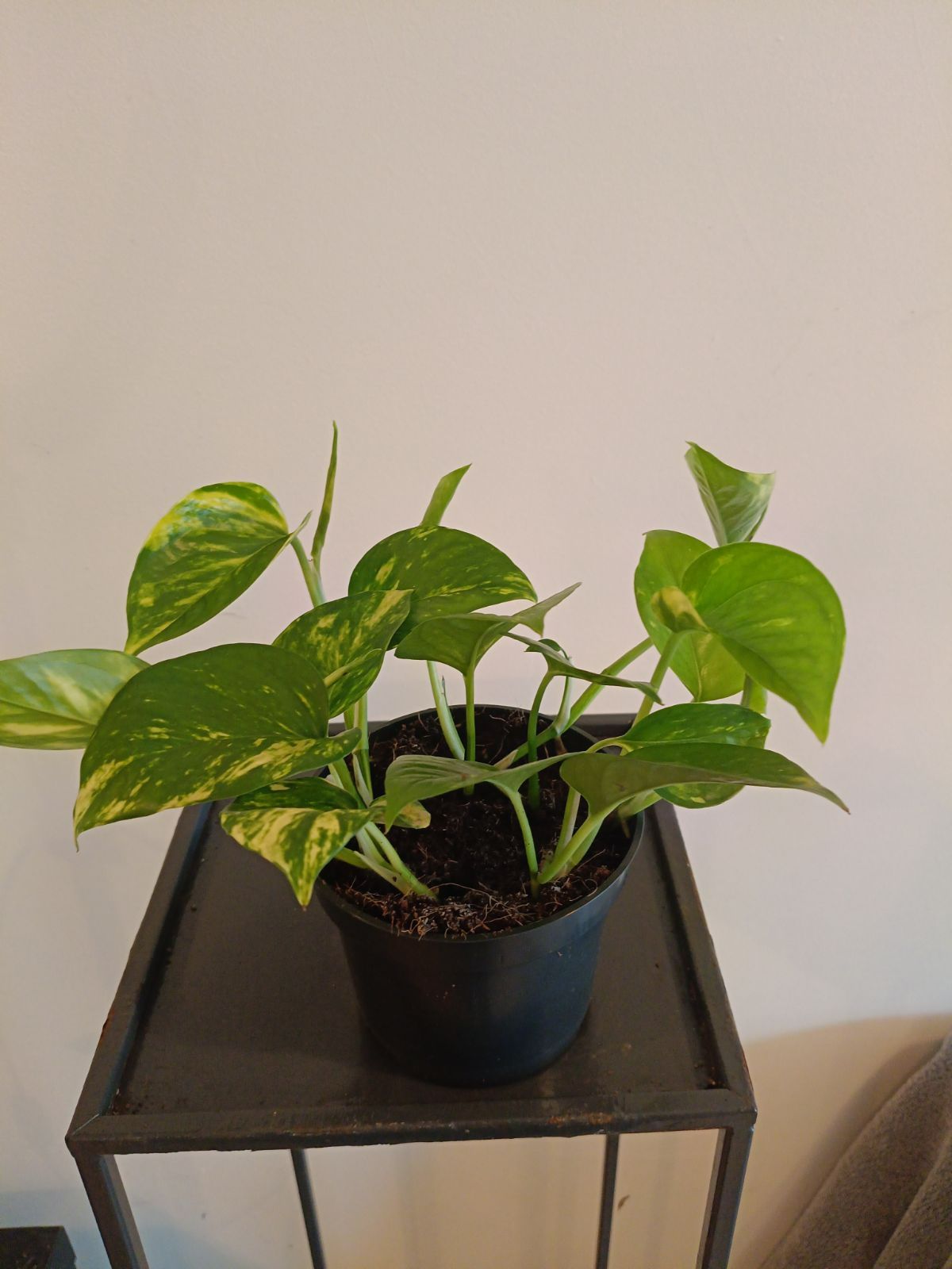 Epipremnum