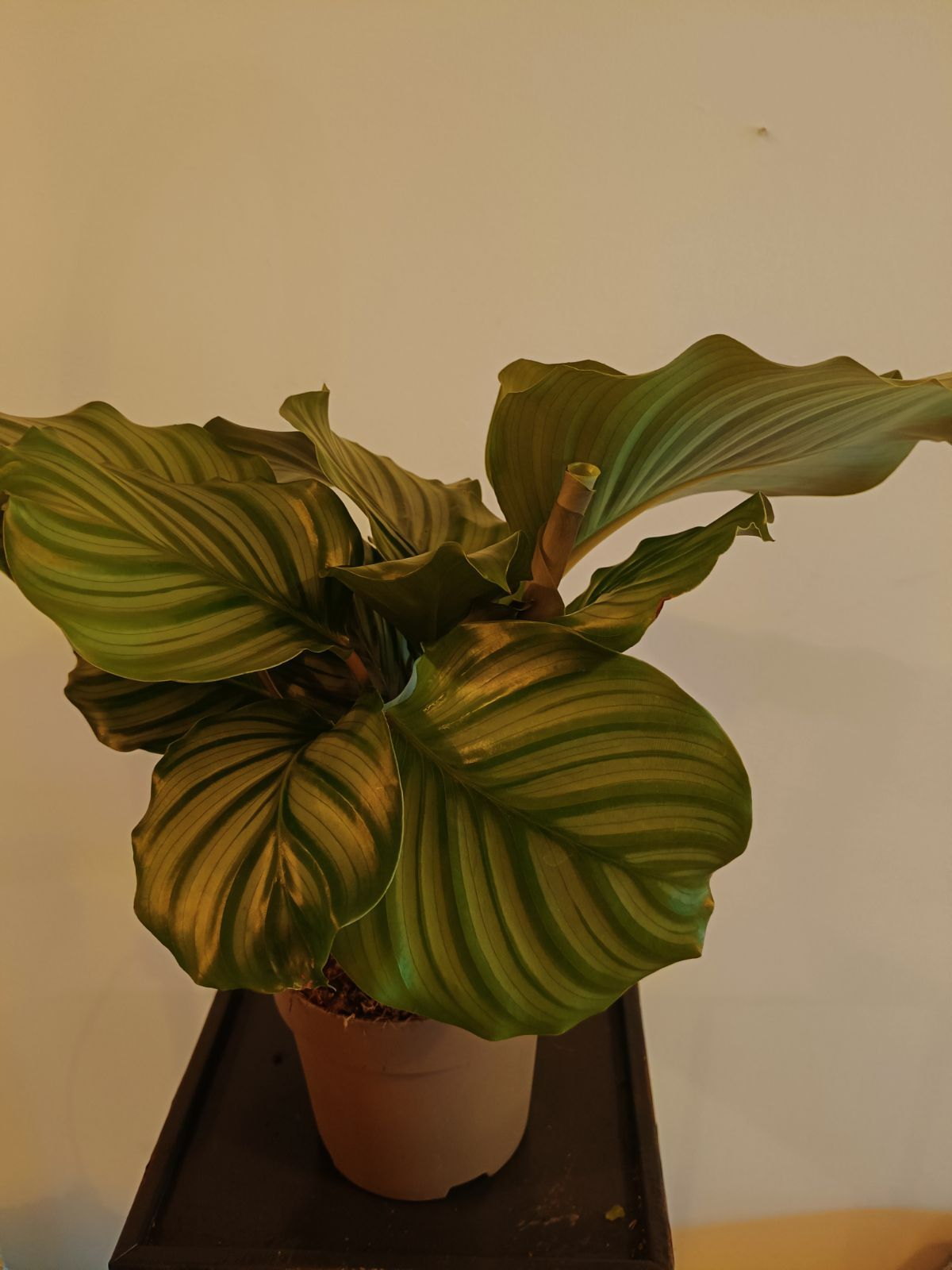 Calathea orbifolia 