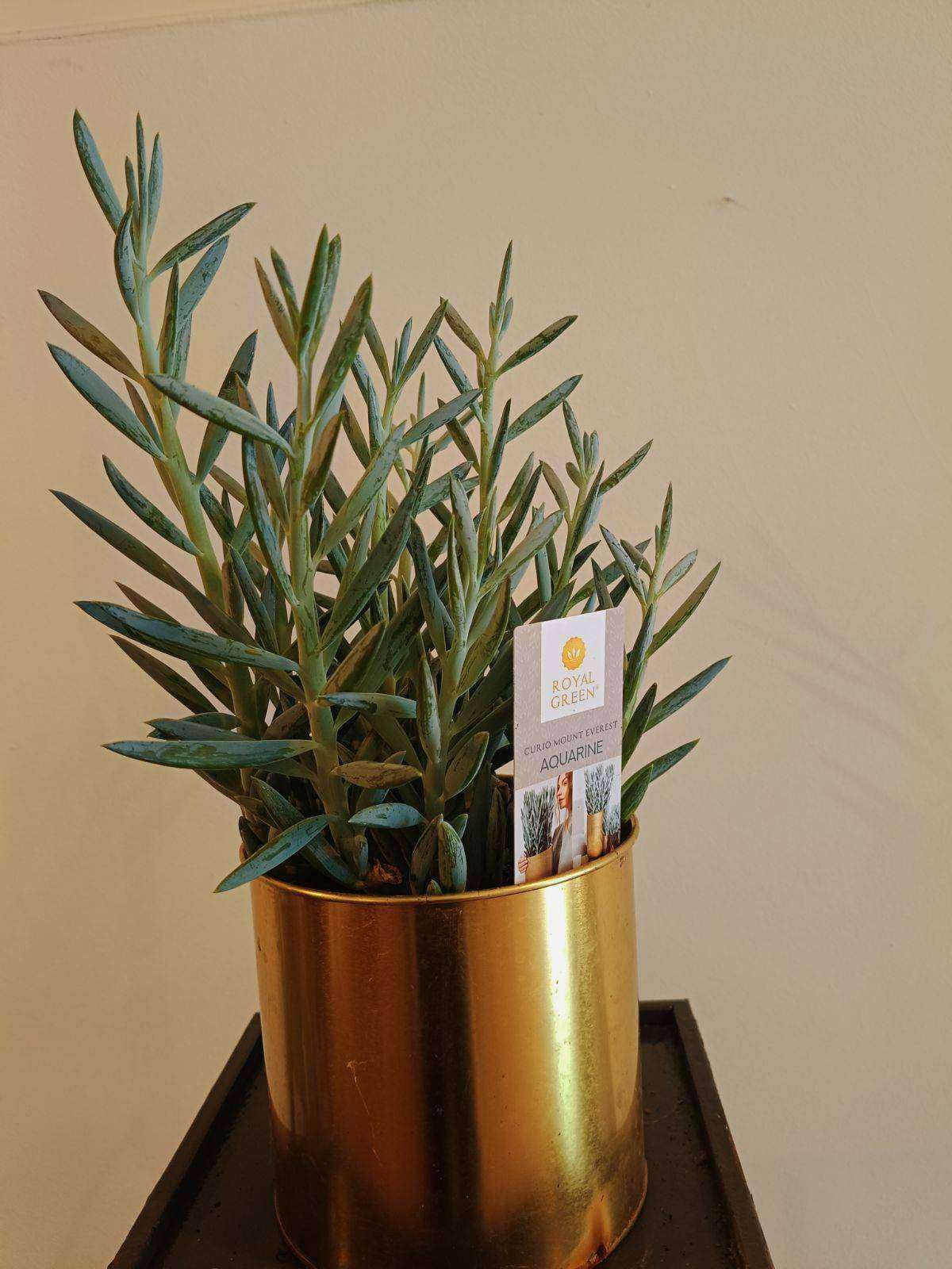 Senecio mount Everest