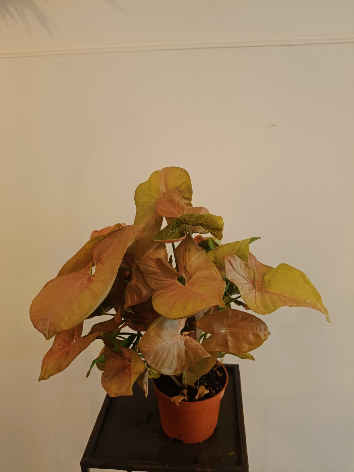 Syngonium 