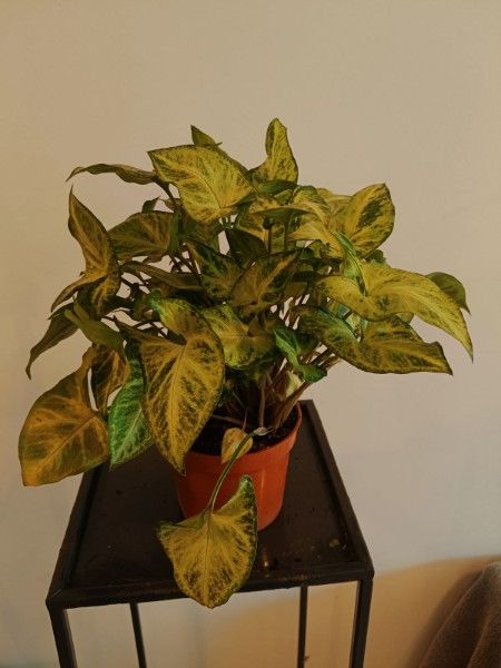 Syngonium 2