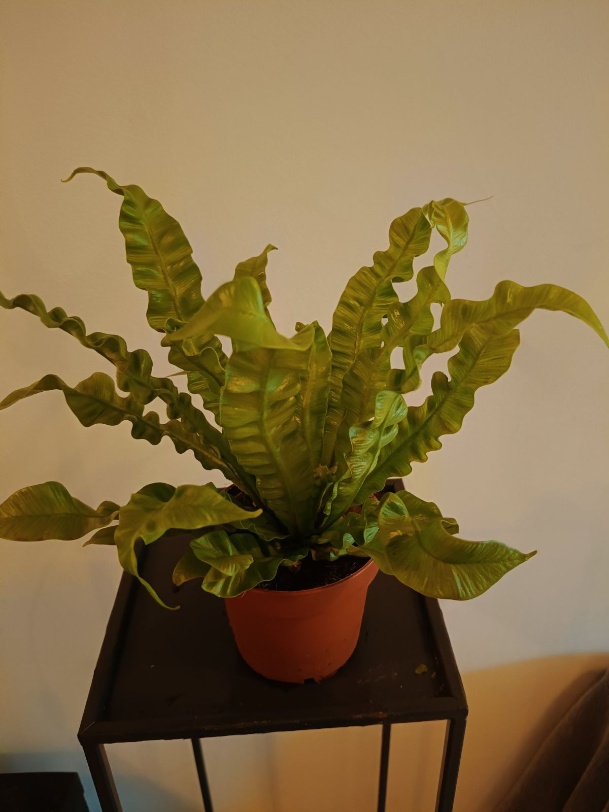 Asplenium