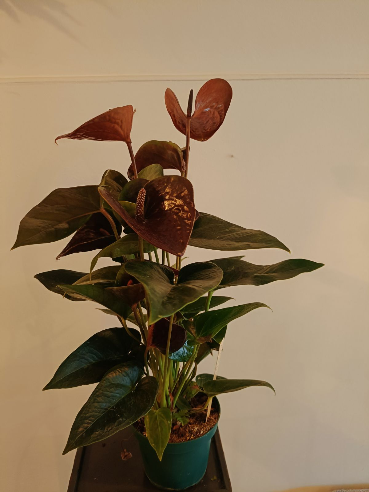 Anthurium