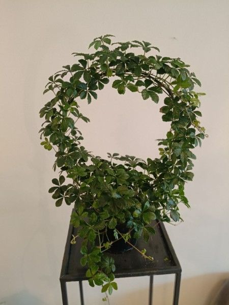 Cissus striata