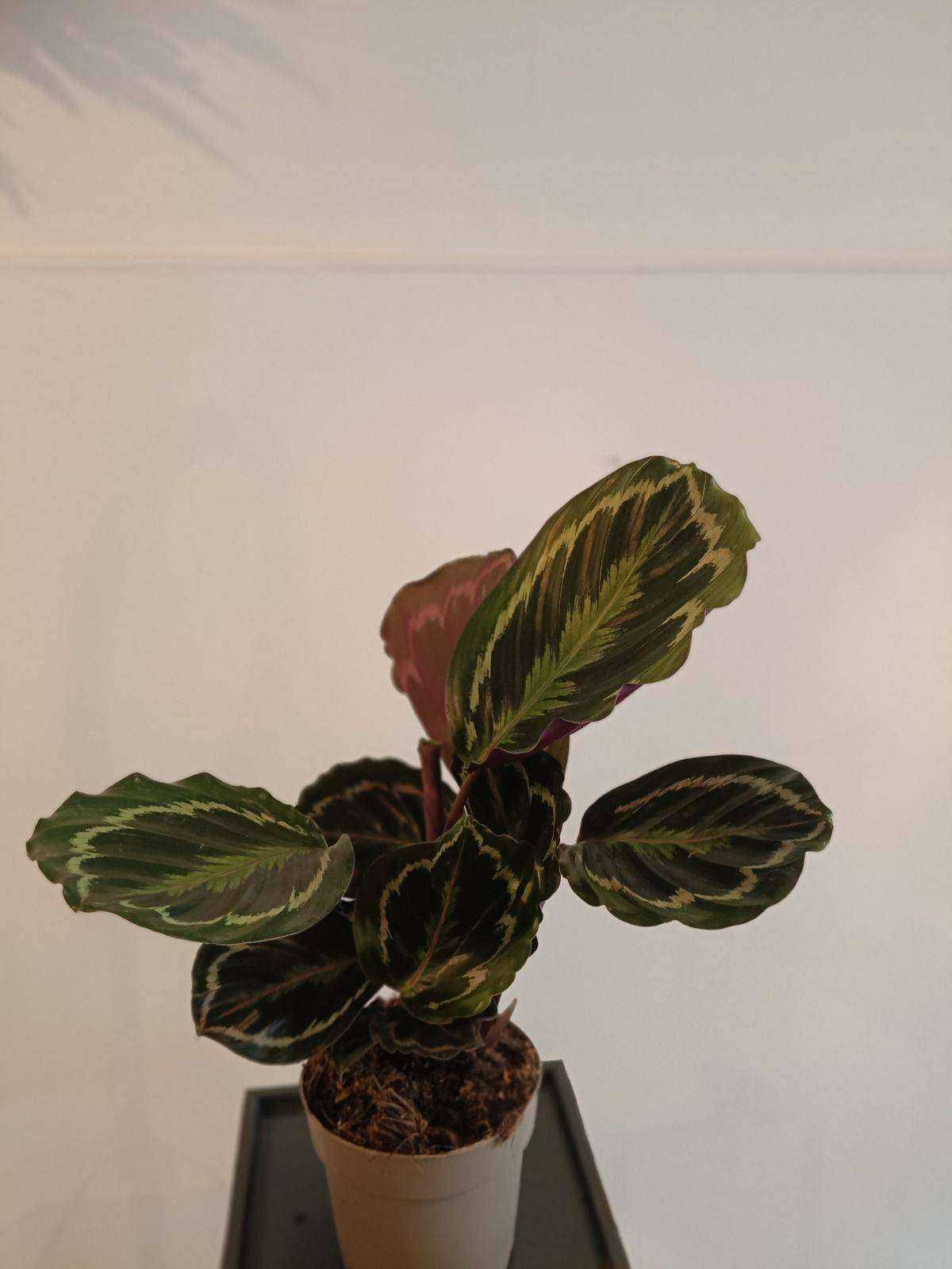 Calathea medallion
