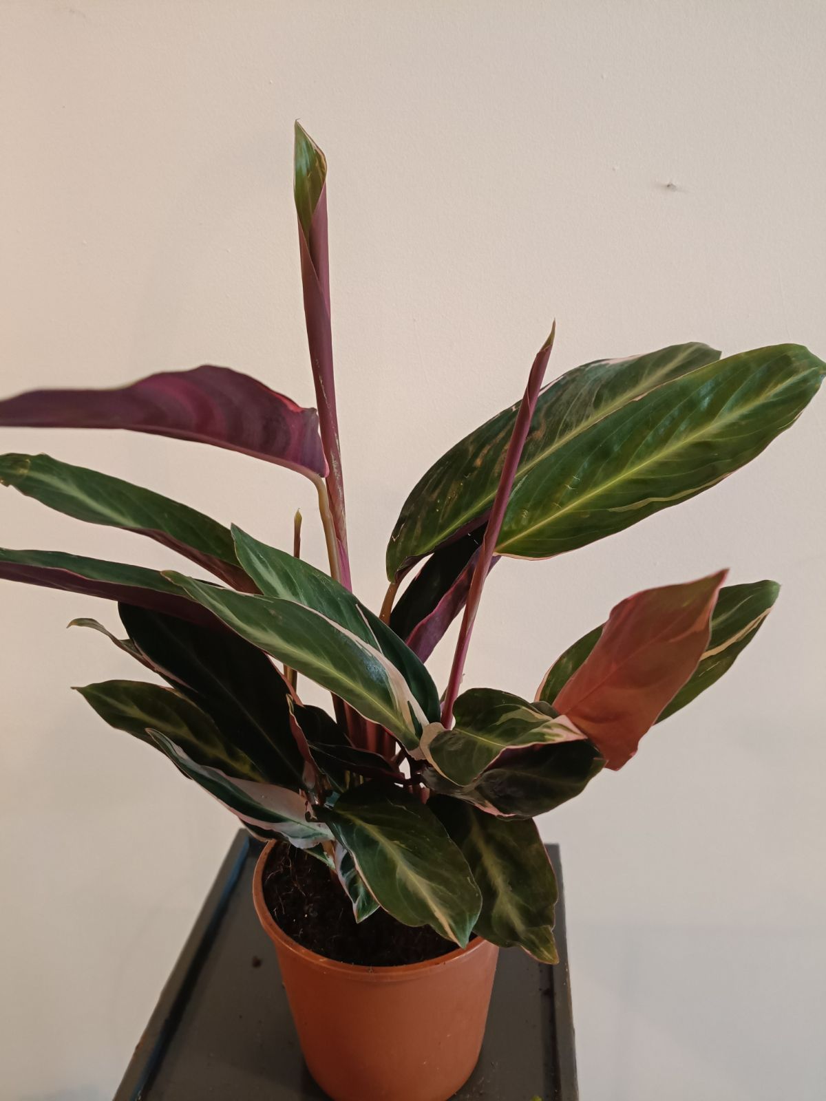 Calathea stromanthe