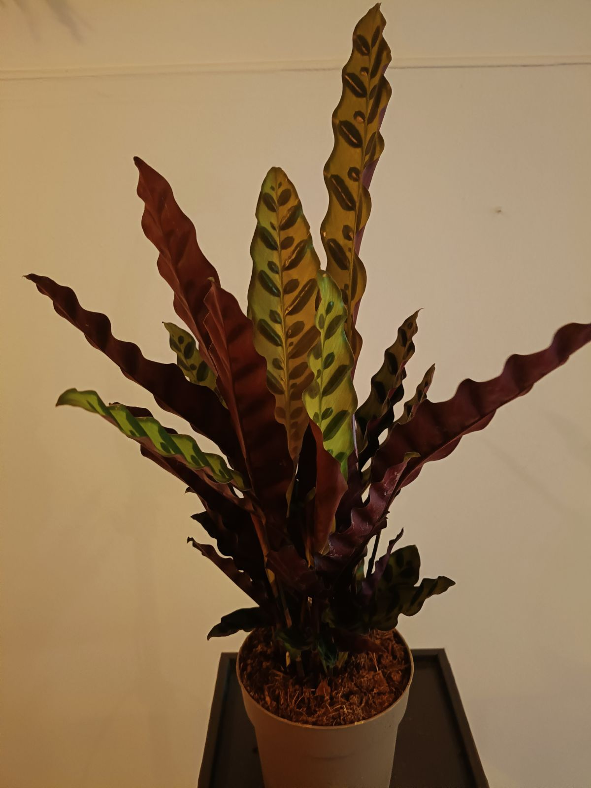Calathea lancifolia