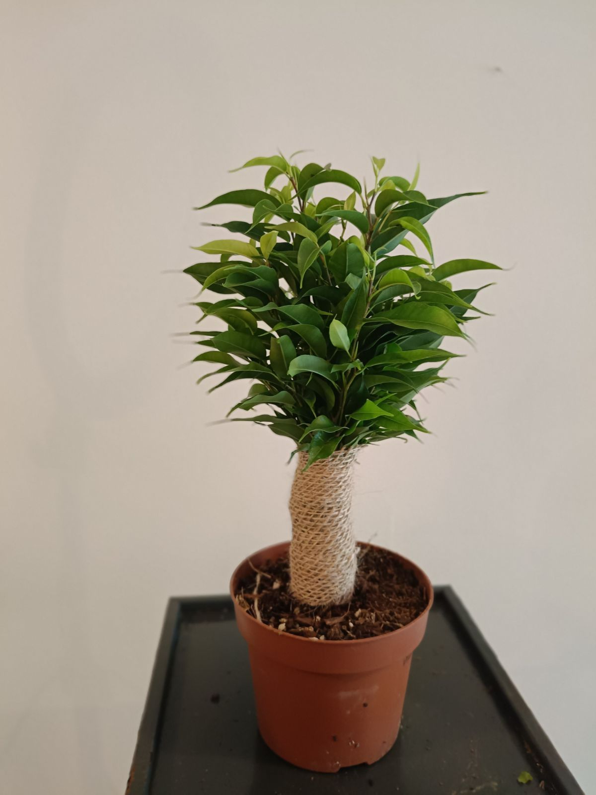 Ficus