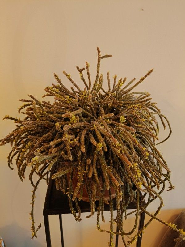 Rhipsalis horrida