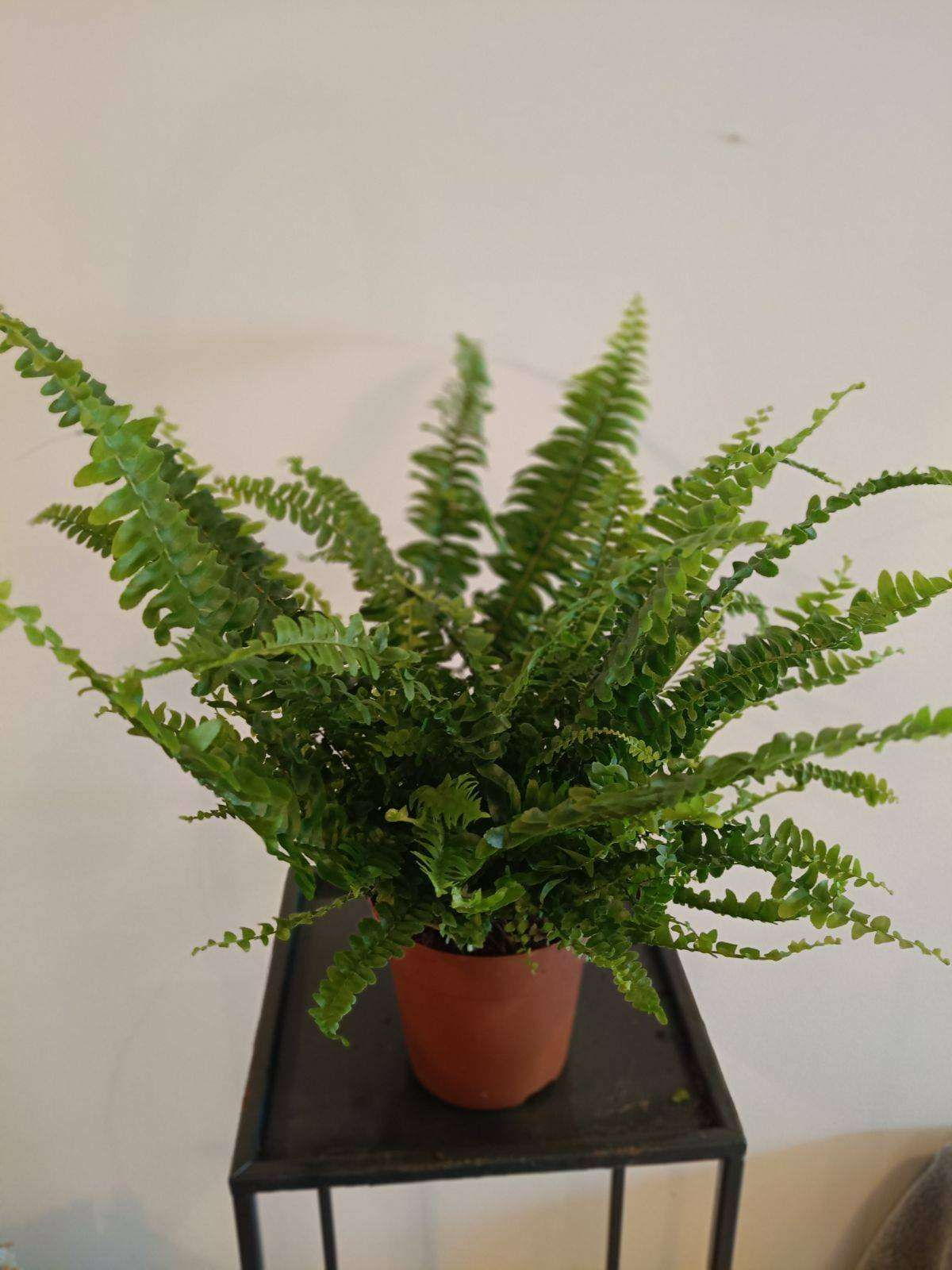 Nefrolepsis 