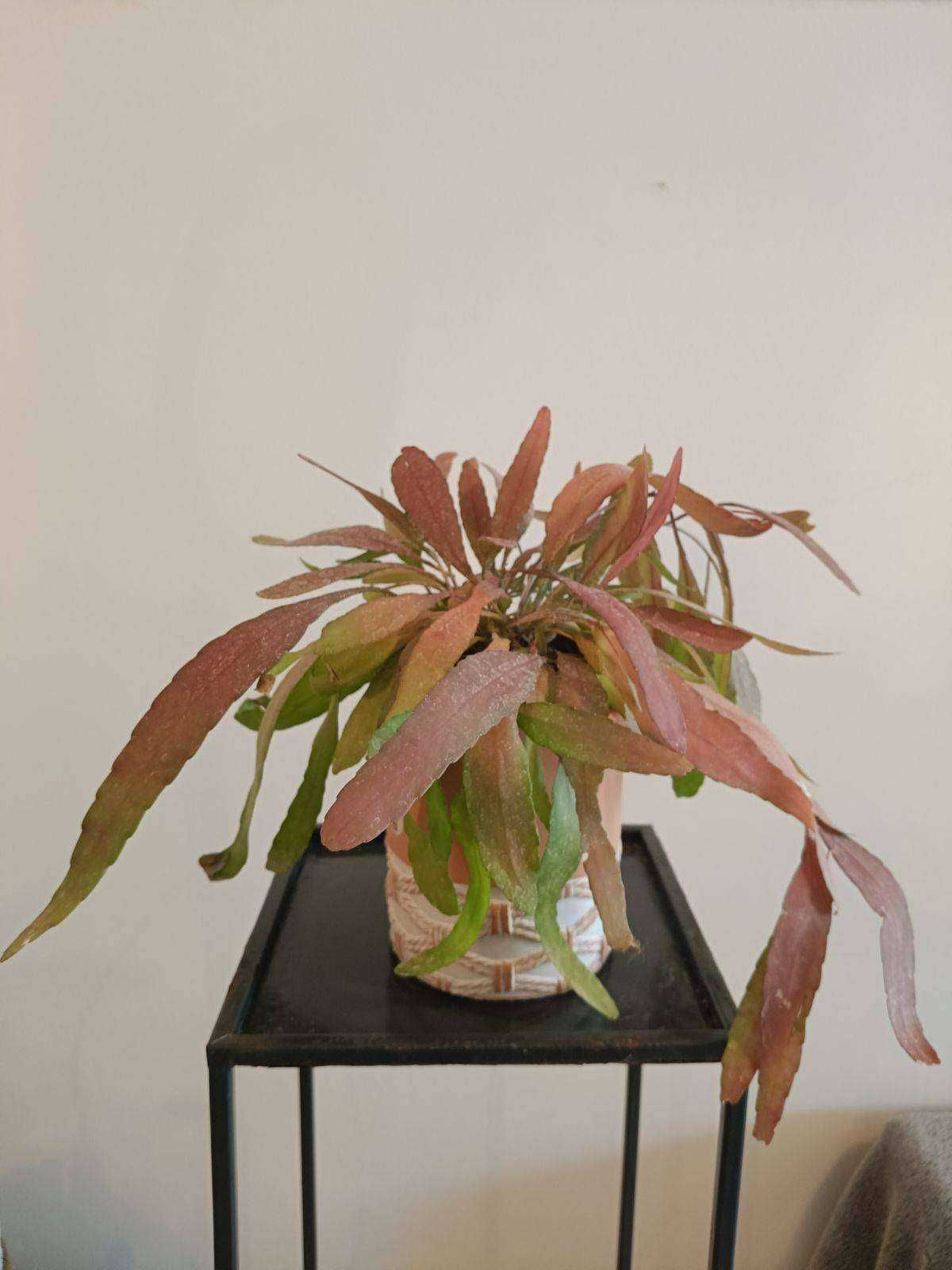 Rhipsalis Red coral