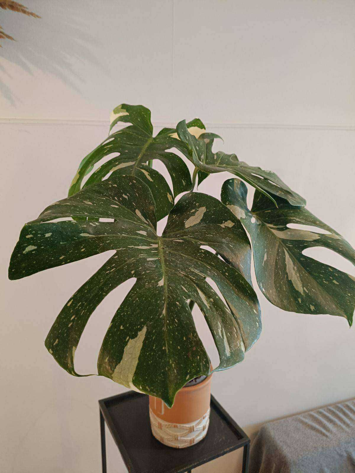 Monstera thai
