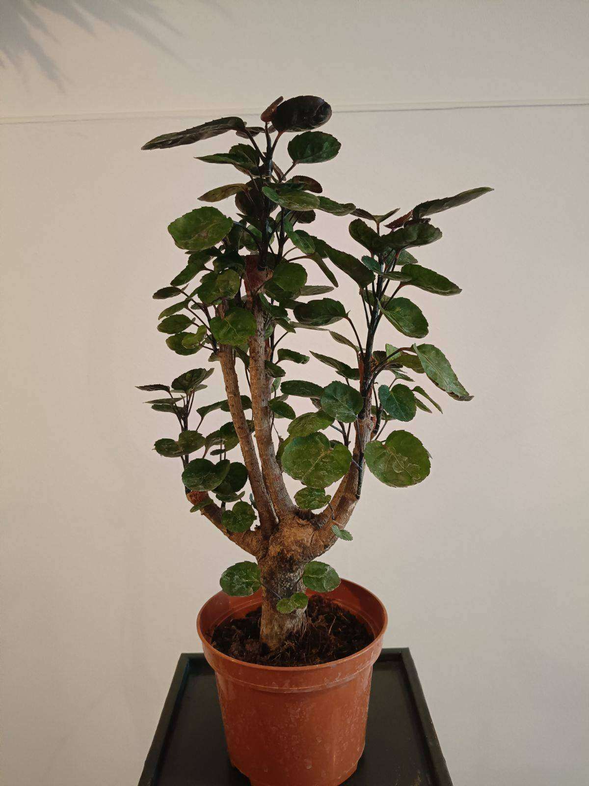 Polyscias