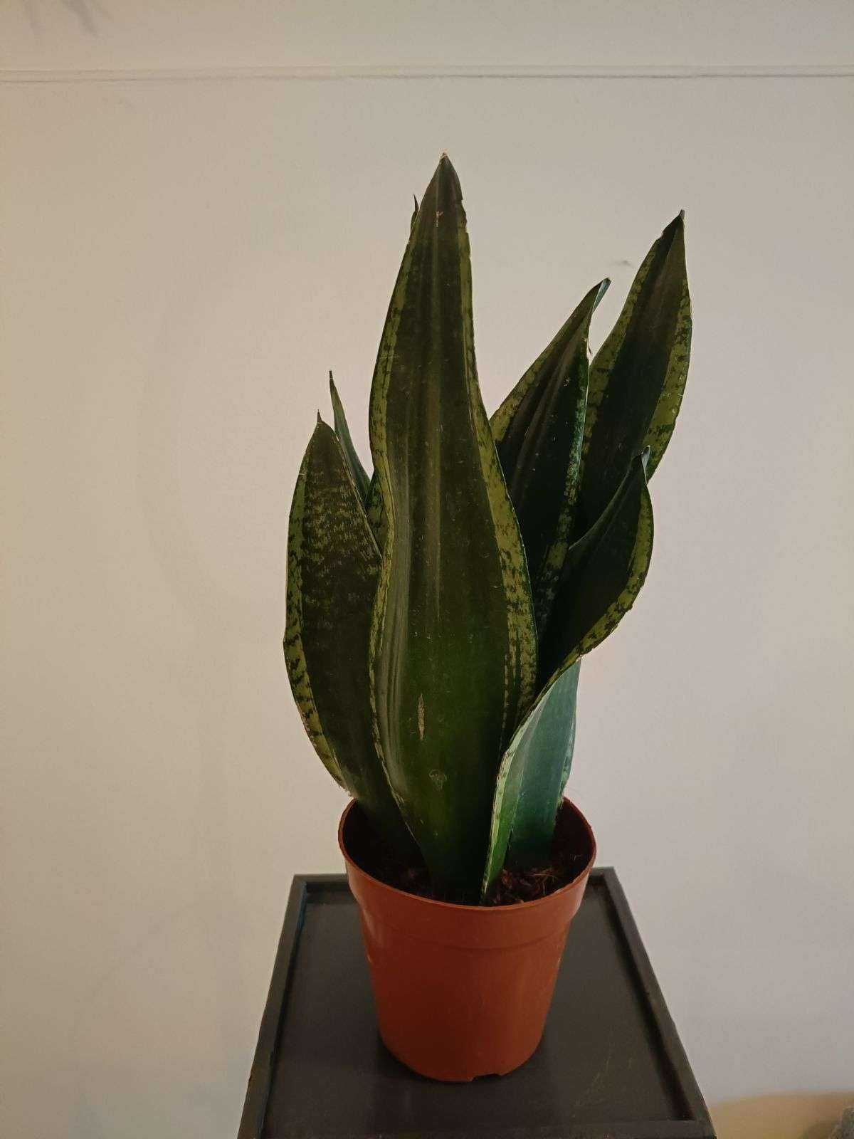 Sanseveria Whitney 