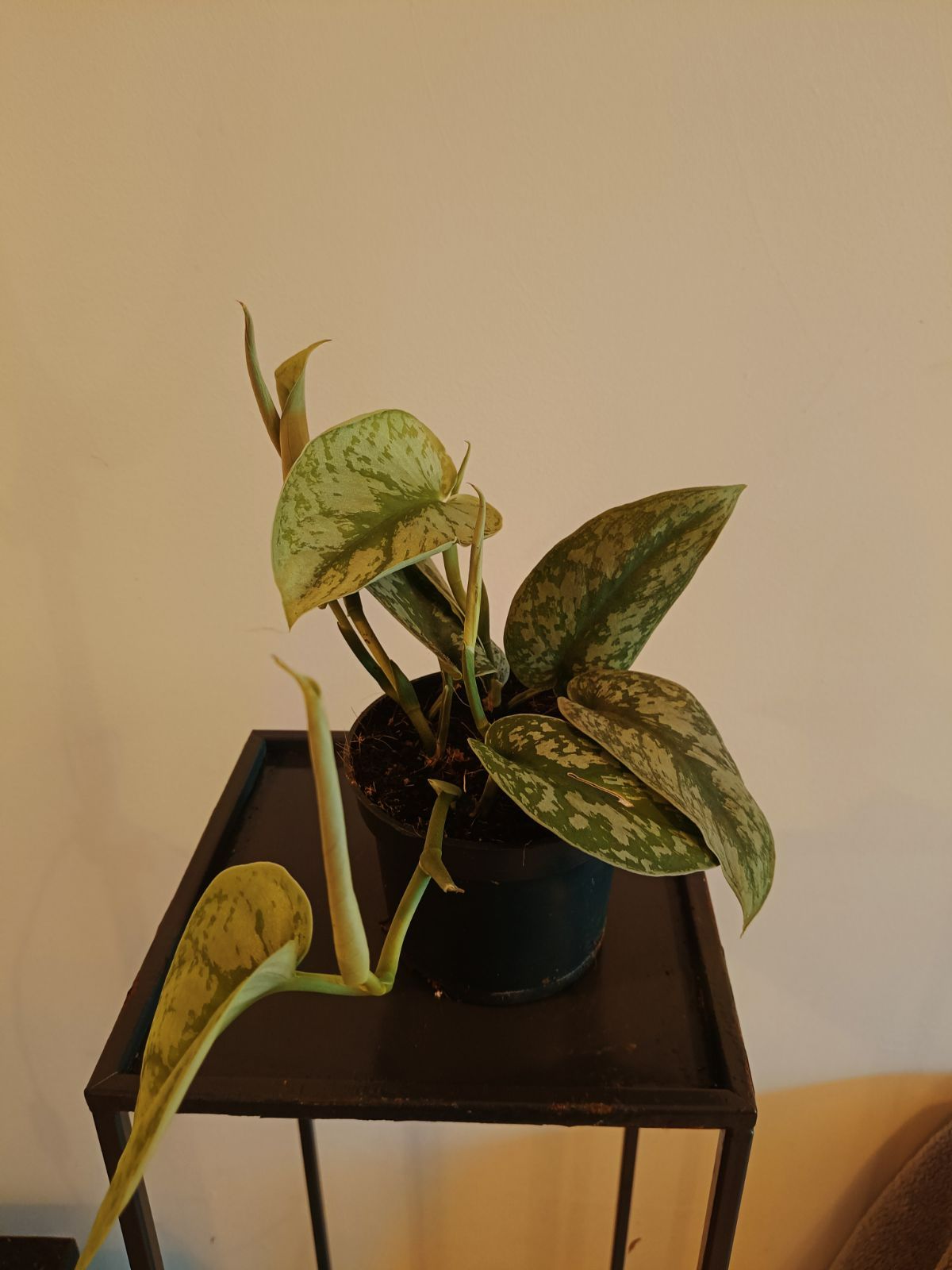Scindaptus 