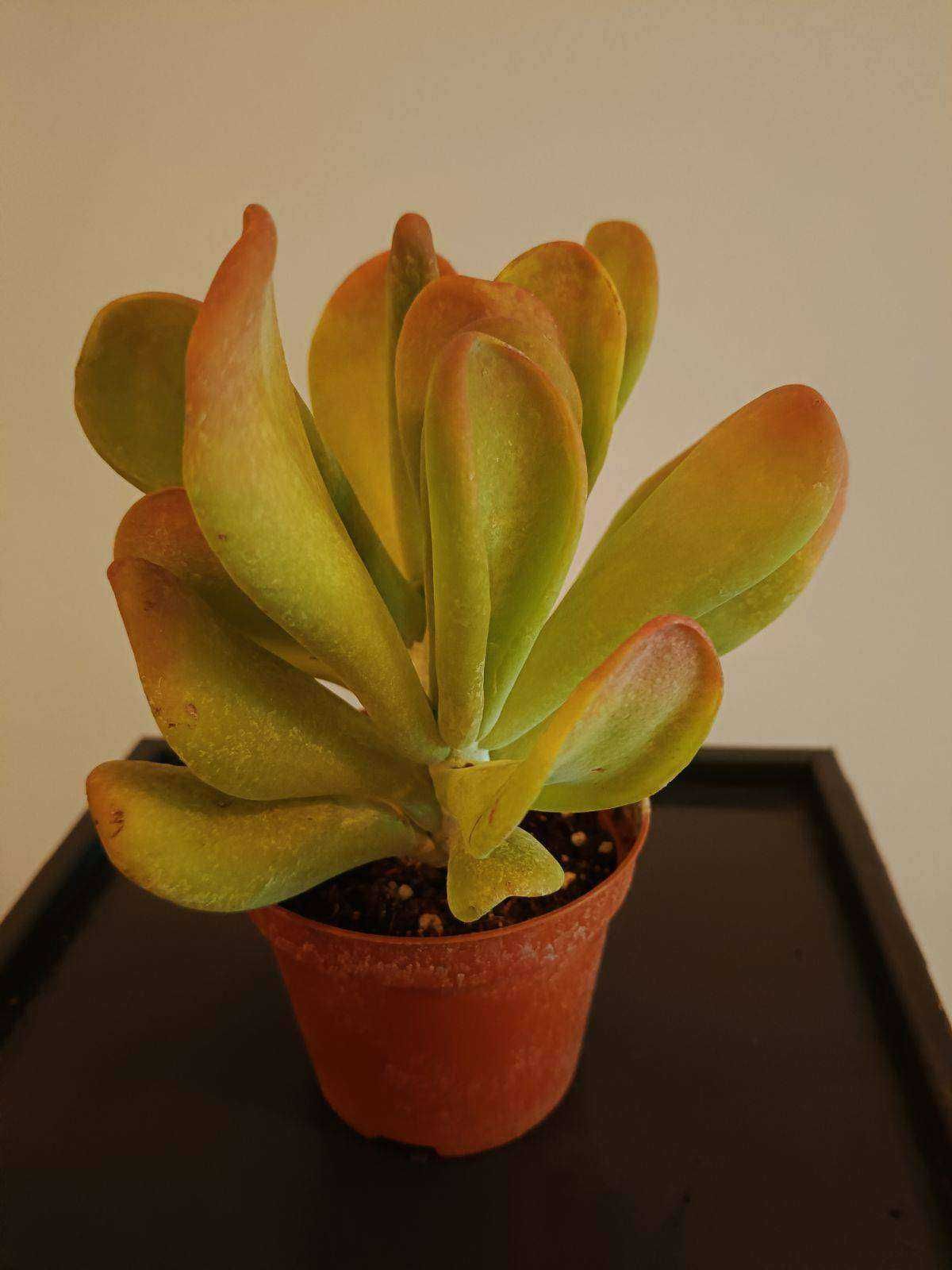 Kalanchoe ovicula 