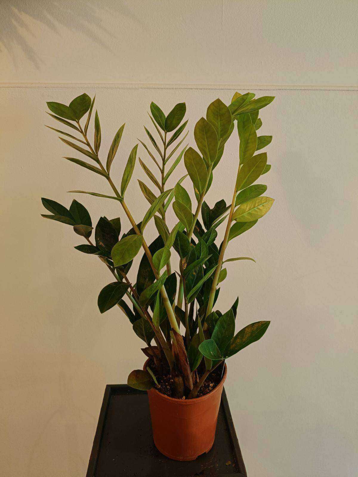 Zamioculcas 