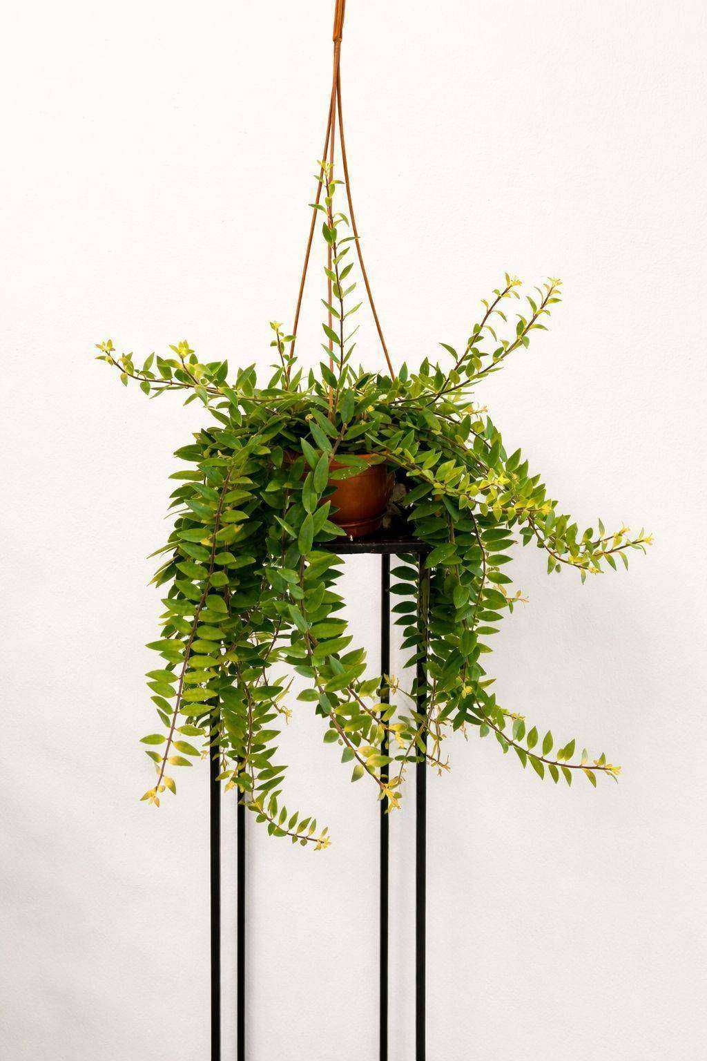 Aeschynanthus 