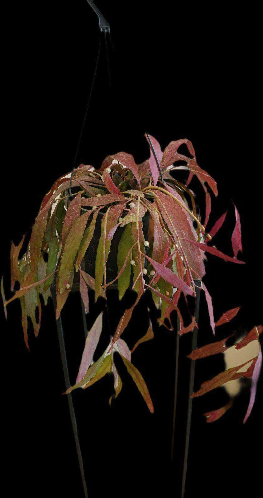 Rhipsalis Red coral extra 
