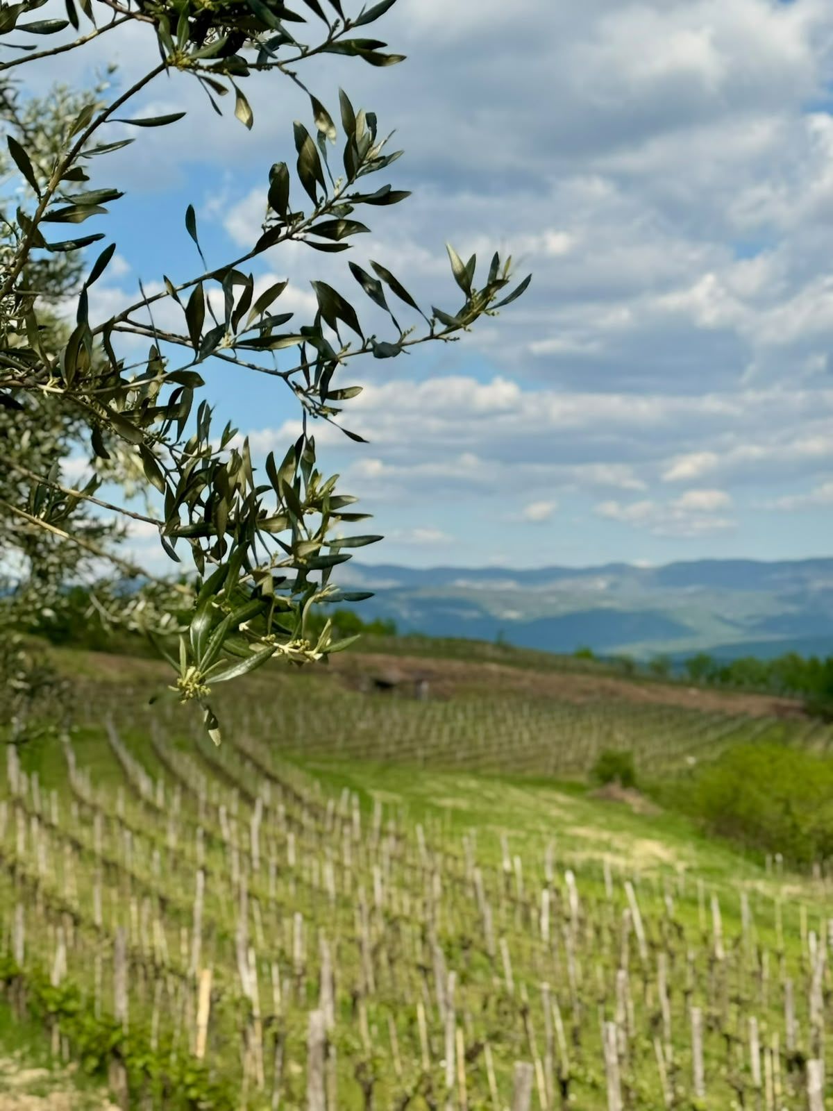Maslinova grana iz blizine s vinogradima i brdima u pozadini pod plavim nebom.