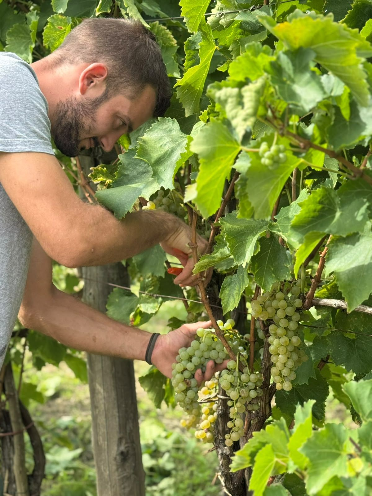 Mlađi muškarac bere grožđe u vinogradu, okružen bujnim zelenim lišćem.