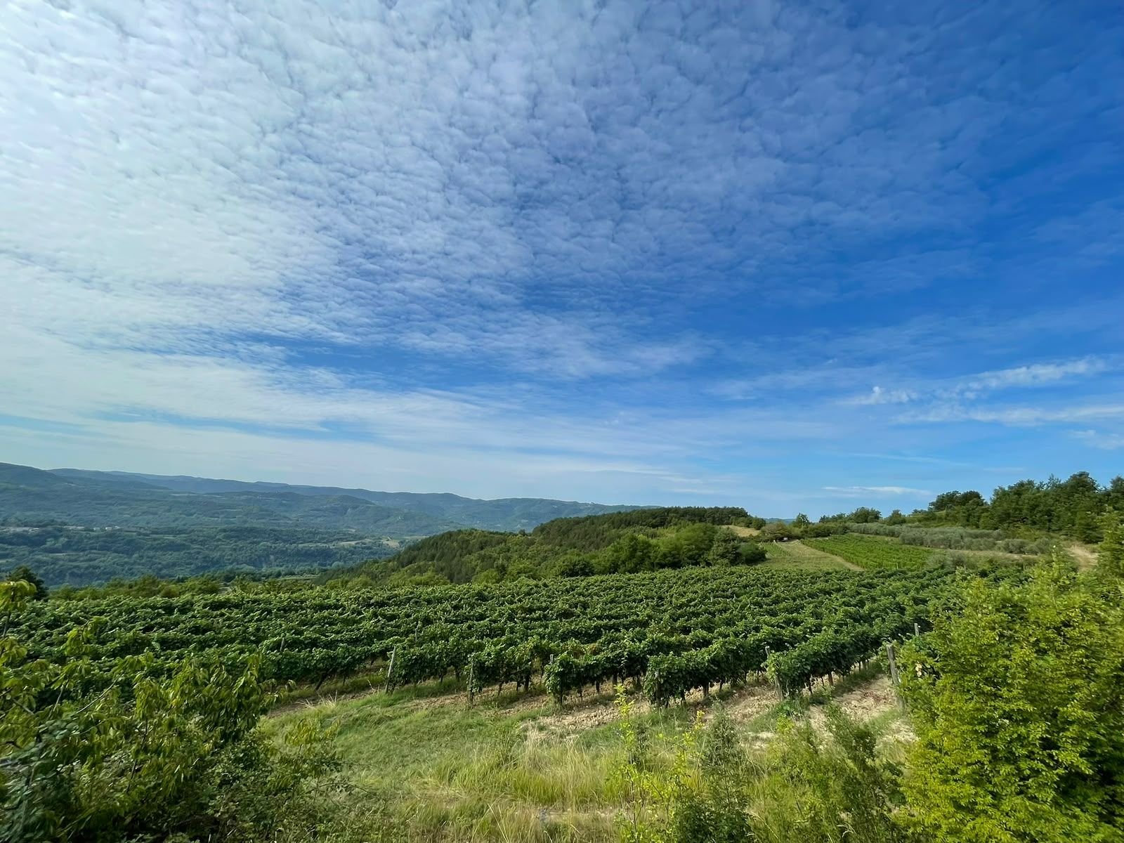 Prostrano vinograd s pogledom na brežuljke pod plavim nebom i oblacima.