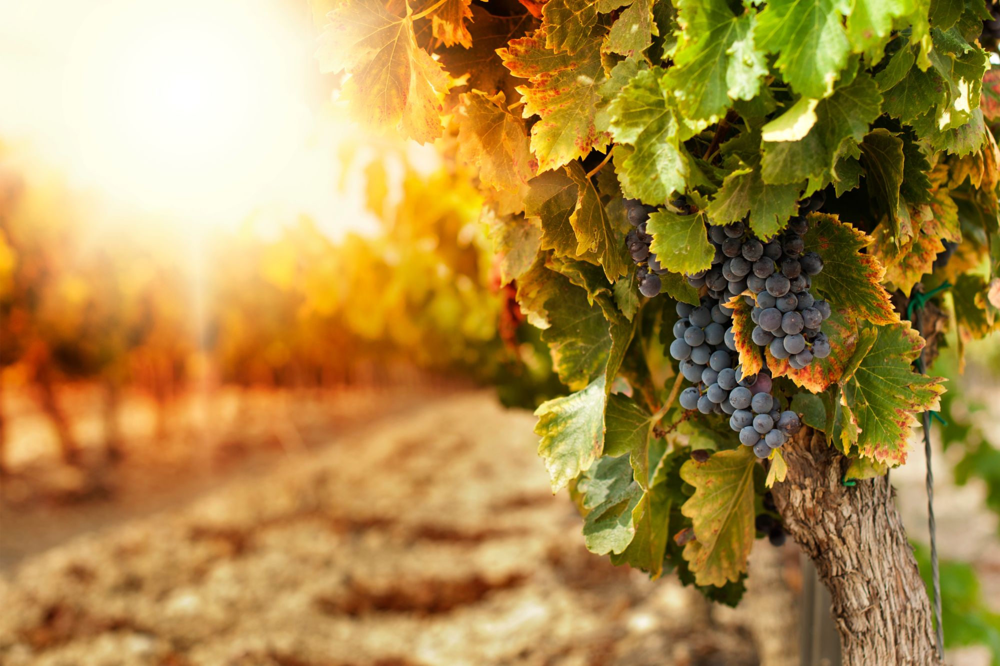 Grožđe na vinovoj lozi ispod sunčevog svjetla, u vinogradu s oranjem u pozadini.
