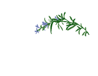 Pizzeria Rozmarino Suwałki logo